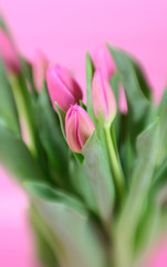 A bunch of pink tulip with special effect focus