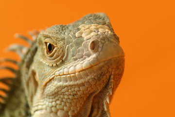 Leguan orange 8