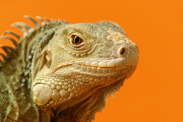 Leguan orange 7