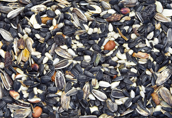 Mixed bird seed and nut background
