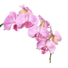 Obraz na płótnie Canvas Orchid on a white background