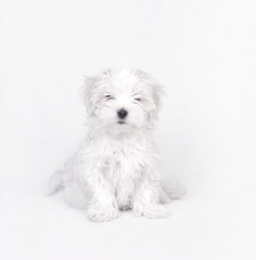 Maltese dog puppy