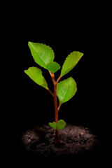Young growing little tree illuminated by a light spot