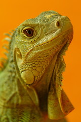 Leguan orange 1