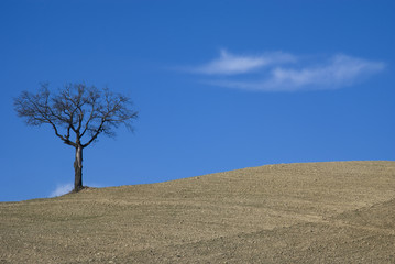 Tree on agricultural land in a blue sky