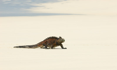 marine iguana in the beach, galapagos islands, ecuador