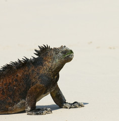 marine iguana in the beach, galapagos islands, ecuador
