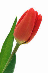 Naklejka premium Nice, red tulip with green leaf - isolated white background
