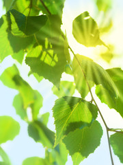 Naklejka premium Leaves of birch with bright sun