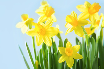 Obraz premium Yellow narcissuses over blue background
