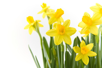 Yellow narcissuses over white background