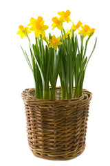 Yellow narcissuses over white background