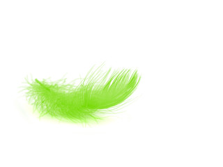 Green feather over white background