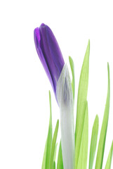 violet spring crocus against white background