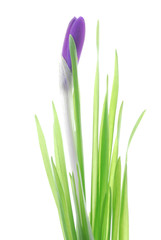 violet crocus flower