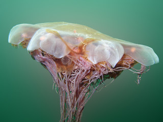 Lion's Mane Jellyfish © naturediver