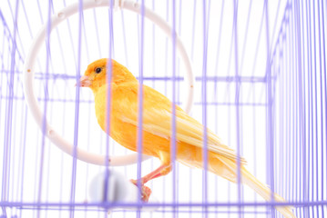 Yellow Canary in the Cage over white .