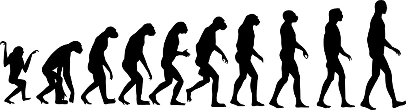 human evolution vector