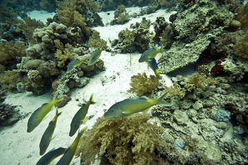 yellowsaddle goatfish (parupeneus cyclostomus)