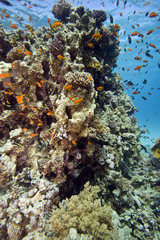 coral at Tiran