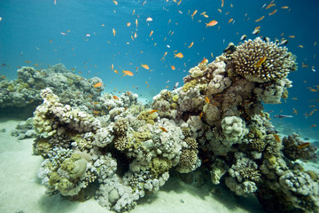 coral at Tiran