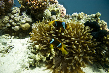 Fototapeta na wymiar bubble annemone i anemonefish