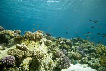 coral at Tiran