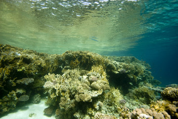 coral at Tiran
