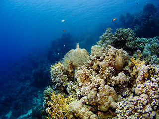 Fototapeta na wymiar Turtle, fish and corals of the Red Sea