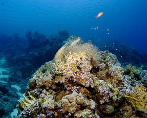 Naklejka na ściany i meble Turtle, fish and corals of the Red Sea