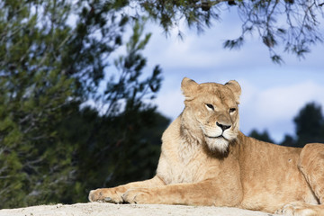 lionne
