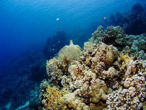 Turtle, fish and corals of the Red Sea