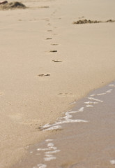 Fototapeta na wymiar footprints at the beach come out of the water and walk away