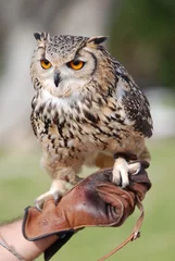 Cercles muraux Hibou bengal owl