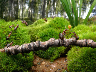 ants go to school, fantasy