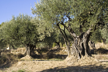 Vieils oliviers.