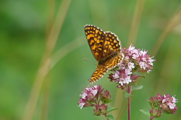 Grand collier d'argent,Aude,Pyrénées