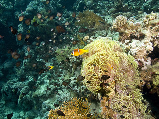 Fototapeta na wymiar Bańka annemone i anemonefish