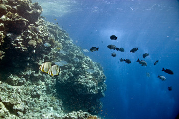 shark reef