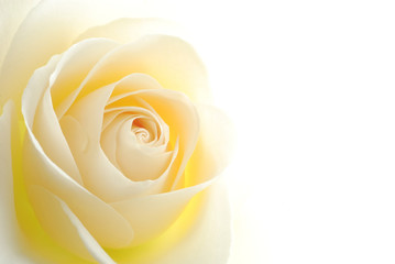 Close-up of soft white rose flower against white background