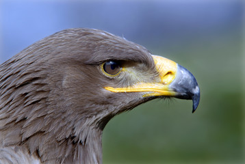 Golden Eagle