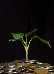 Fototapeta na wymiar Coins and plant isolated 