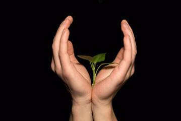 Hands holding sapling in soil