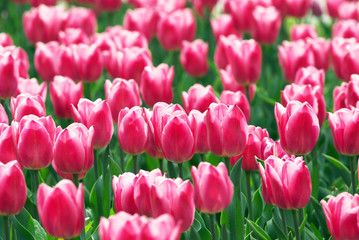 Pink tulip flowers field