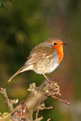 Robin on Twig