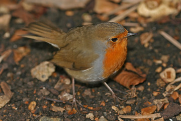 Robin