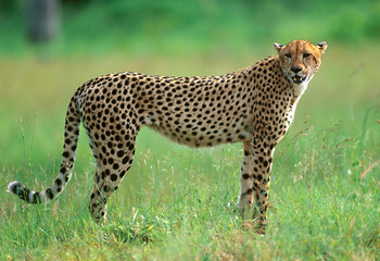 Cheetah in National park of South Africa - 6129006