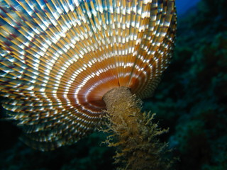 spirografo