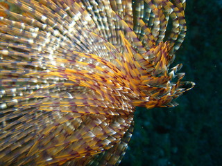 spirografo