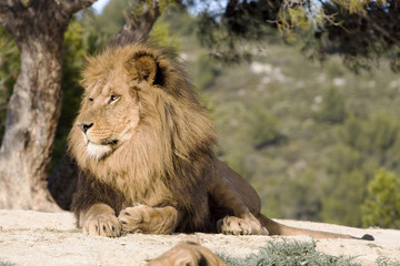 Obraz premium lion
